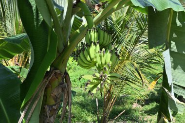 Close up of immature Banana fruits on a Banana plant which is grown as a supplementary crop of Coconut plants