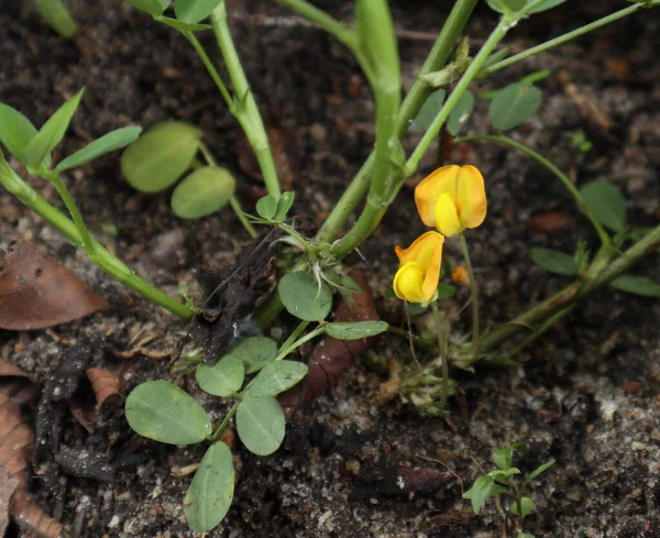 Close up of a lower portion of the Peanut plant (Arachis Hypogaea) with soil and two bloomed yellow color Peanut flowers
