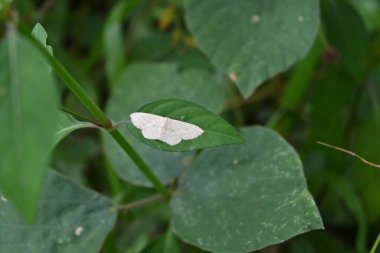 High angle view of a Common Tan Wave moth (Pleuroprucha Insulsaria) is resting on top of a wild leaf
