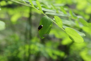 Close up of a beetle (Aulacophora Nigripennis) with a black exoskeleton and an orange thorax is on top of an angled leaf of a wild leaflet