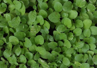 Overhead view of lots of growing small plants of Eggplant (Solanum Melongena) from seeding at a plant nursery. This plant, also known as Brinjal