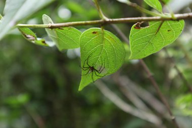 A lynx variety spider is on the underside of a Night flowering jasmine plant leaf with the spider eggs