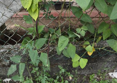 Few red Yard long beans (Asparagus Bean) hanging on a Yard long bean vine which climbed on a fence in the home garden