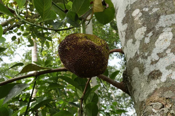 Low angle view of a Jack fruit with a some form of disease. The Jack fruit is hanging from the branch on jack tree trunk
