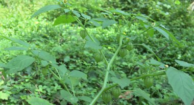 A branch of the Physalis Heterophylla plant with flowers and hanging balloon shaped fruits in the wild
