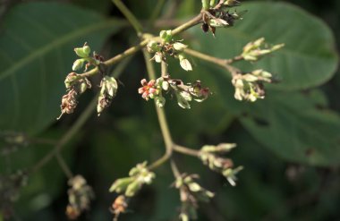 Close up of a Cashew flower cluster with different blooming stages flowers and buds in direct sunlight
