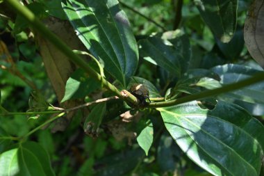 A head view of a Coconut beetle sitting on cinnamon stem view from above