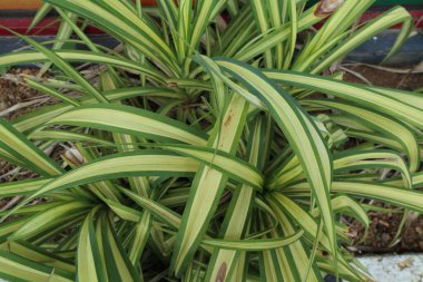 Bahçedeki Pandanus Variegata olarak bilinen yeşil ve sarı bir yaprak bitkisi.