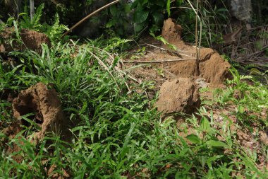 Landscape view of termite mound nests and surrounding grass in ground level at a wild area