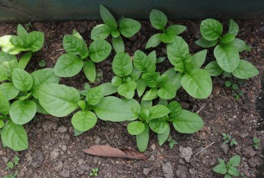 Several small vine spinach plants (Basella Alba) growing in the urban home garden