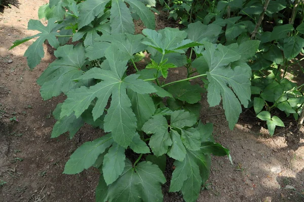 A mature Ladies\' fingers or Okra plant (Abelmoschus Esculentus) in the home garden ready for flowering