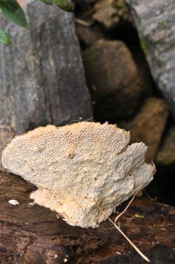 Underside surface texture view of a large creamy color mushroom, the mushroom bloomed on declining dead wood