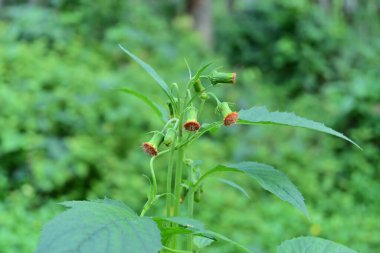 Beautiful view of a Groundsel weed variety's orange flowers and flower buds in the wild area