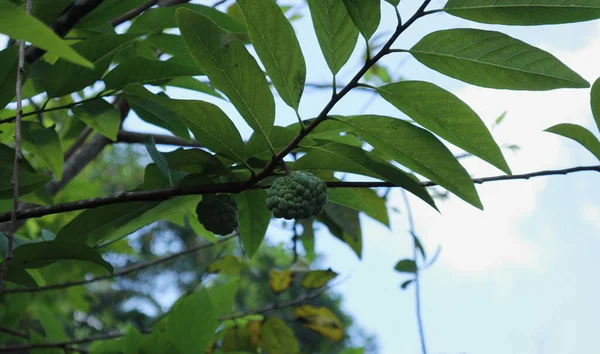 Плоды Сахарного Яблока Растущие Ветке Сахарного Яблока Annona Squamosa — стоковое фото