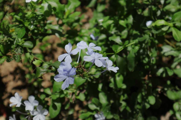 Květiny Modré Rostliny Plumbago Plumbago Auriculata Zahradě — Stock fotografie
