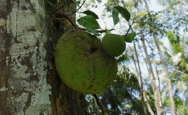 Sebuah Jackfruit Matang Dan Rusak Dengan Buah Jack Lembut Tumbuh — Stok Foto
