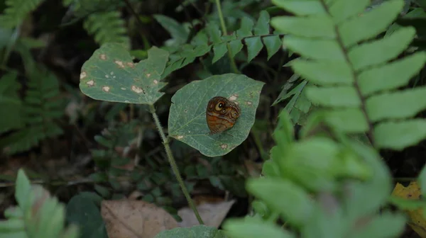 Бабочка Glad Eye Bushbrown Mycalesis Patnia Лежащая Поверхности Дикой Листовки — стоковое фото