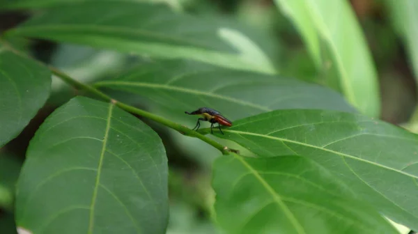 葉の葉柄の上には 鼻が長い未知の赤い虫 甲虫に似た虫 が座っています — ストック写真