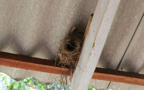 Underneath view of a small bird nest located on the wood roof structure which is holding the asbestos sheet roofing