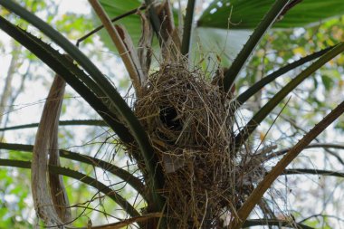 Yaprak sapları ve dallı bir fan ağacının ağaç gövdesi arasında pipetlerden ve kuru otlardan yapılmış küçük bir kuş yuvası.