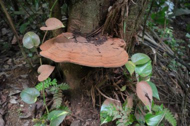 A large reddish bracket mushroom called as the Artist's bracket (Ganoderma Applanatum) grows at the base of a dying tree stem clipart