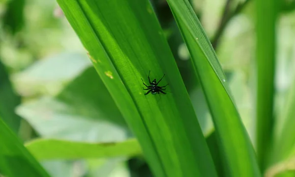 Вид Крихітного Павука Пінтелла Phintella Argentea Крихітною Довгою Ногою Під — стокове фото