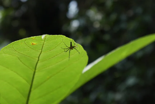 野生の葉の先端の下に手を広げて毛深いリンクのクモがあります — ストック写真