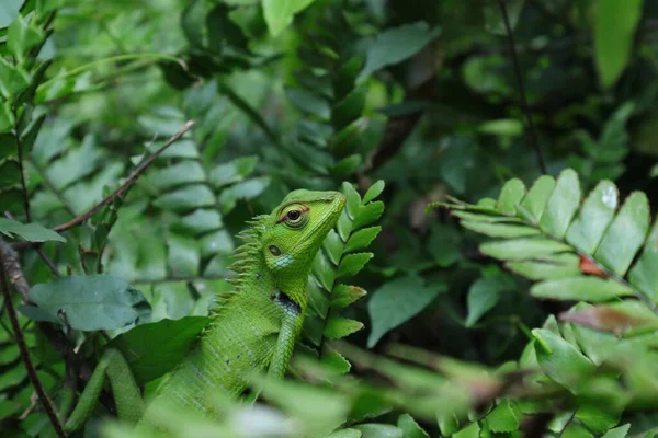 地面シダの額の上にあるカモフラージュの緑の森のトカゲ Caltes Calotes の頭を高く見上げます — ストック写真