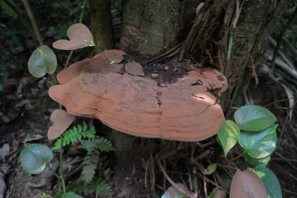 アーティストの真菌 ガンデルマ アププラナタム の上赤面のビューを閉じる野生の水分エリアで枯れ木の幹に成長キノコ — ストック写真