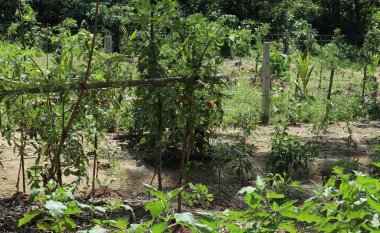 Olgunlaşmış meyve veren az sayıda domates bitkisi (Solanum lycopersicum), bitkiler patlıcan gibi diğer solanaceous bitkilerle birlikte bir çiftliğin destekleyici yapısı ile yükseltilmiştir.