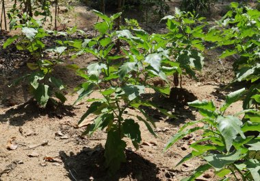 Çok az patlıcan (Solanum Melongena) bitkisi çiçek açma aşamasındadır, bitkiler küçük bir çiftlikte yetişir