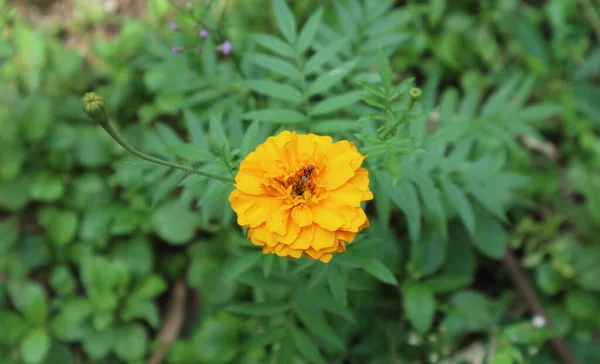 Vista Ángulo Alto Una Flor Caléndula Naranja Con Una Hormiga —  Fotos de Stock