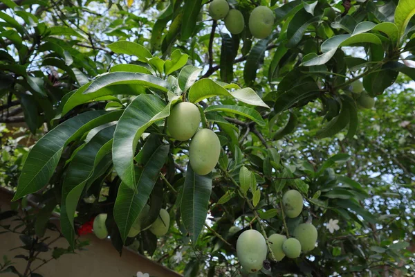 Ramo Albero Mango Con Manghi Stagionati Nel Giardino Casa — Foto Stock