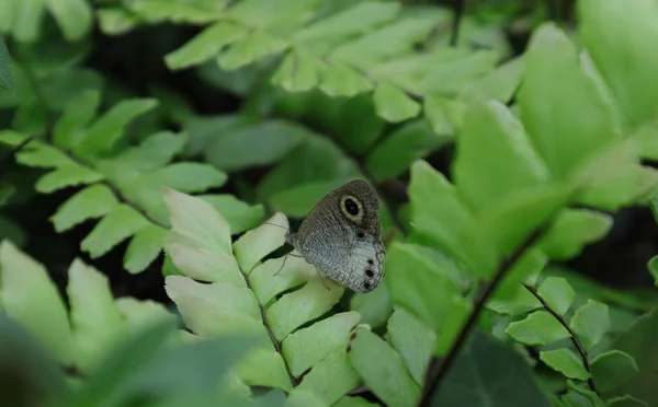 蝴蝶一种白色的四环蝴蝶 Ypthima Ceylonica 栖息在一片蕨叶之上 从前面的蕨类俯瞰蝴蝶的背影 — 图库照片