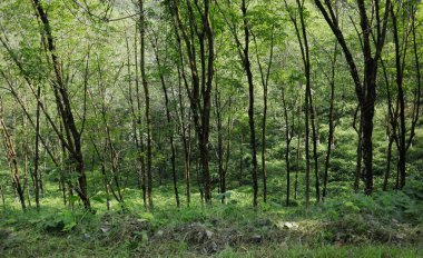 Aşağı yamaçta yetişen lastik ağaçlar Sri Lanka 'da bir kauçuk tarlasında yetişiyor.