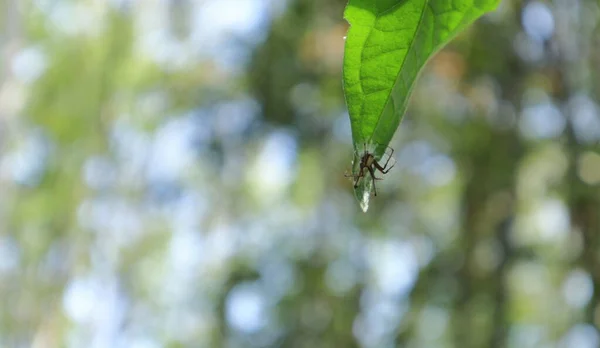 風に大きく揺れる野生の葉の先端の下にクモの卵を持つ毛深いリンクのクモ — ストック写真