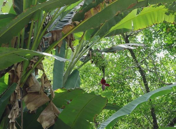 Banánvirág Éretlen Gyümölcsökkel Egy Vadon Termő Növényen Kevésbé Népszerű Fajta — Stock Fotó