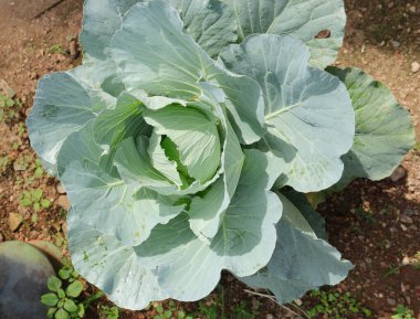 Açık yeşil yaprak yukarıdan bakıldığında bir tarlada yetişen lahana bitkisinin açık yaprakları.
