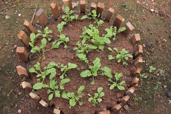 Top View Newly Sprouted Radish Plants Growing Ground Circle Made — Stock Photo, Image