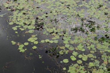 Nilüferlerle dolu bir nehir yüzeyinin yüksek açılı görüntüsü ve yaygın su sümbülü, Salvinia ve birkaç çöp enkazı.