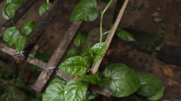 Άποψη Υψηλής Γωνίας Μιας Υπερυψωμένης Αμπέλου Σπανάκι Ενός Φυτού Σπανάκι — Φωτογραφία Αρχείου