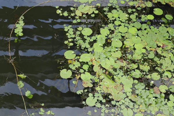 Banyak Tanaman Lily Air Dengan Tanaman Gulma Air Biasa Tumbuh — Stok Foto