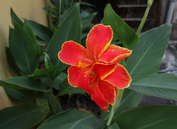 Zbliżenie Kolorowych Czerwonawo Pomarańczowy Canna Kwiaty Canna Lilia Kwitnące Ogrodzie — Zdjęcie stockowe