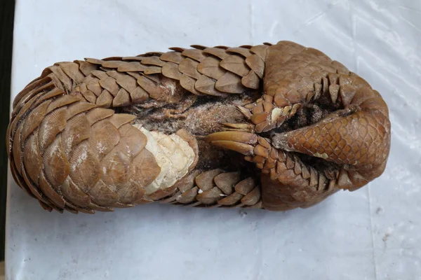 stock image Overhead ventral view of a dry out dead Indian pangolins body.The Indian pangolin died from a natural cause, the locals found the body after a few weeks from the death in a wild area in Sri Lanka