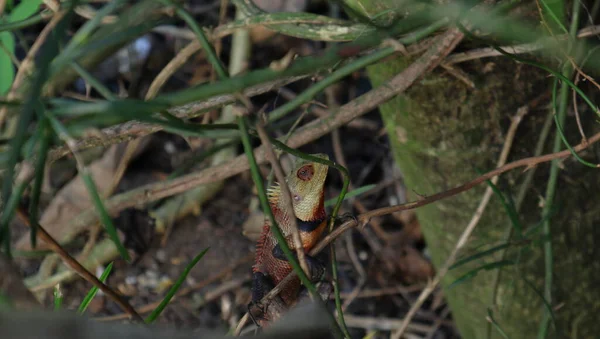 从葡萄干和叶子看 红色喉头的雄性花园蜥蜴的上半身处于繁殖期 — 图库照片