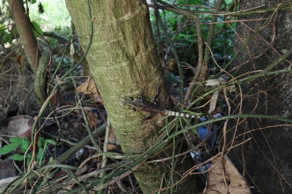 繁殖期 在木瓜茎上的花园蜥蜴背景的高角度视图 包括前额和顶层表皮视图 — 图库照片