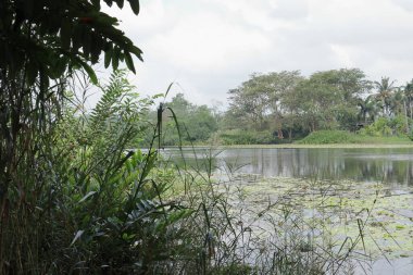Sri Lanka 'daki Bolgoda nehri manzarası nehir kıyısından vahşi bitkilere bakıyor, arka planda büyüyen nilüferler var.