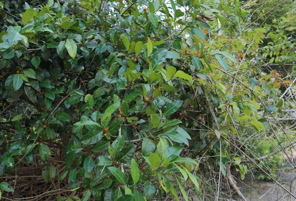 一种野树枝条 结有小果实 生长在斯里兰卡一个野生地区的河岸附近 — 图库照片