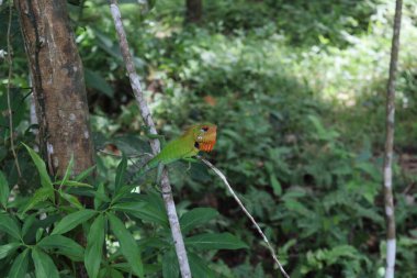 Üreme mevsiminde bir erkek yaygın yeşil orman kertenkelesi (Calotes Calotes) Sri Lanka 'da bir ağaç gövdesinin tepesinde otururken çok uzaklara bakar.