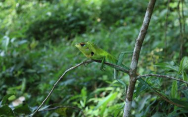 Yeşil orman kertenkelesi (Calotes calotes) küçük bir ağaç gövdesinin üzerinde garip bir duruş içinde